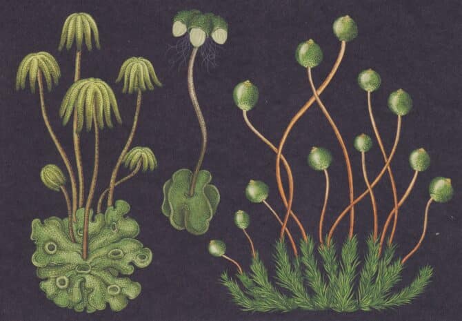 Bryophytes Shaped Algae Scientific Botanical Illustration Postcard