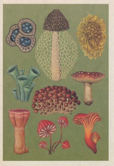 Fungi & Lichens Scientific Botanical Illustration Postcard