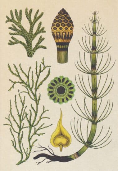 Mosses Scientific Botanical Illustration Postcard