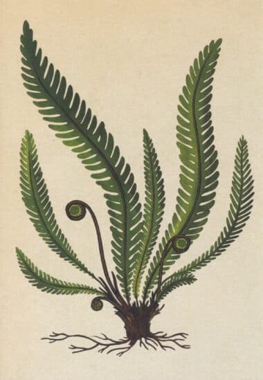 Ferns Scientific Botanical Illustration Postcard