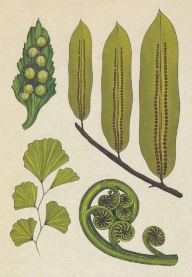 Ferns 2 Scientific Botanical Illustration Postcard
