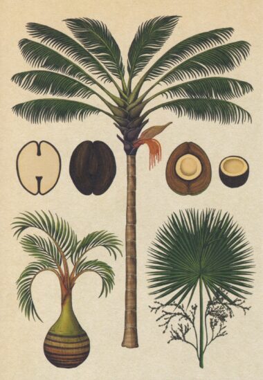 Palm Tree Scientific Botanical Illustration Postcard