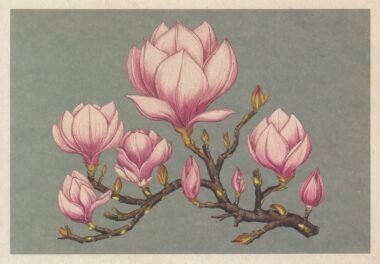 Shrub Scientific Botanical Illustration Postcard