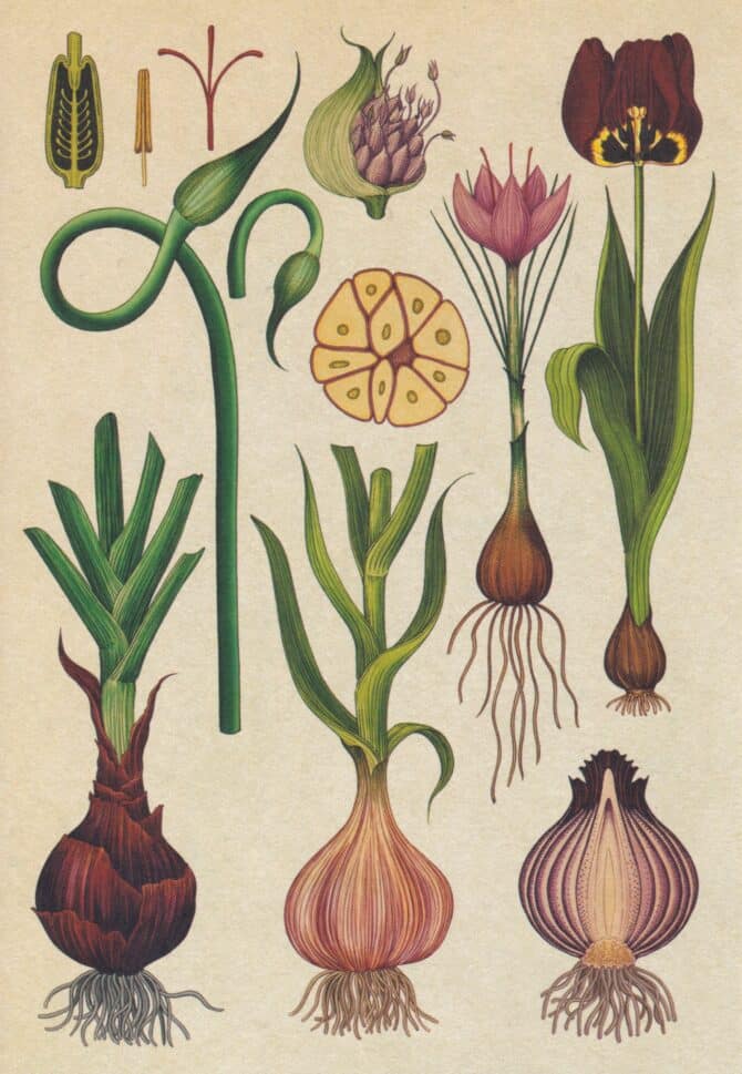Bulbs Scientific Botanical Illustration Postcard