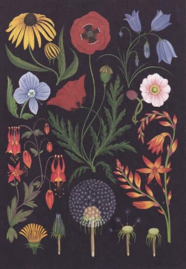 Scientific Botanical Illustration Postcard of Wild Flowers