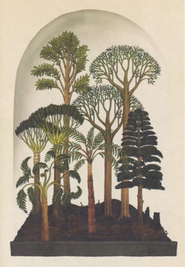 Scientific Botanical Illustration Postcard of Temperate Forest Environment