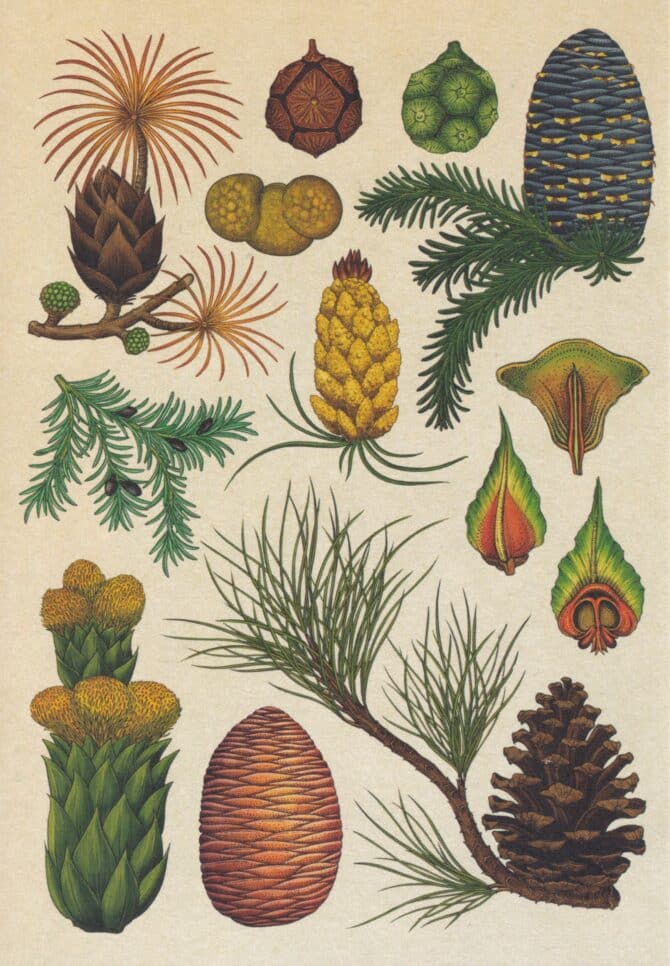 Scientific Botanical Illustration Postcard of Pine Cones