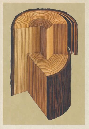 Scientific Botanical Illustration Postcard of Sequoia Tree Stump and Wood
