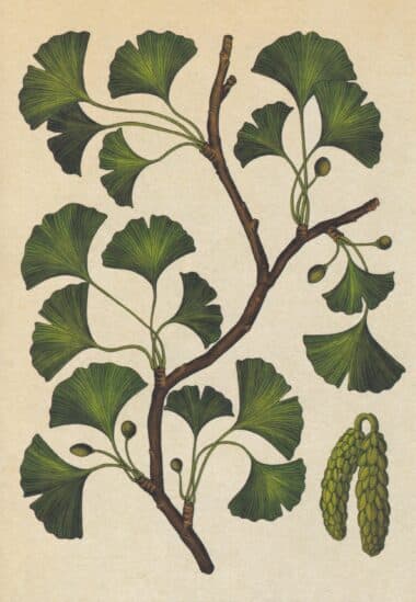 Scientific Botanical Illustration Postcard of Gingko Tree