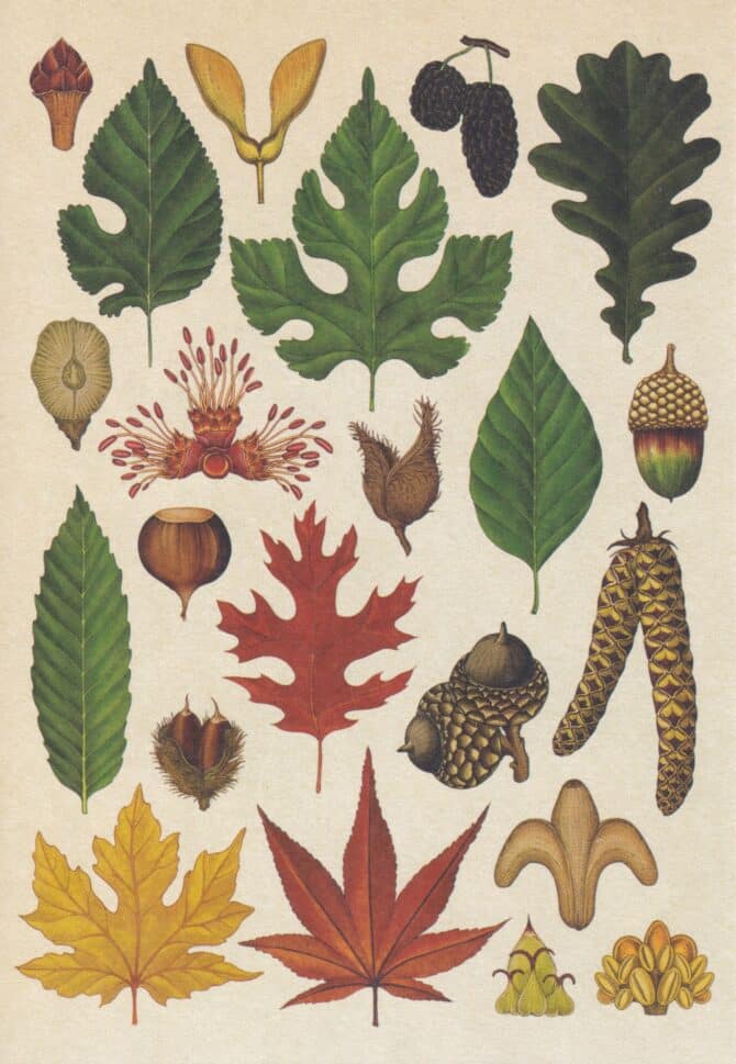 Scientific Botanical Illustration Postcard of Temperate Deciduous Tree Leaves