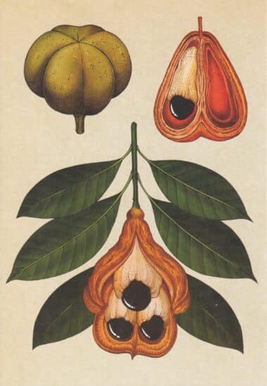 Scientific Botanical Illustration Postcard of Tropical Trees and Fruit