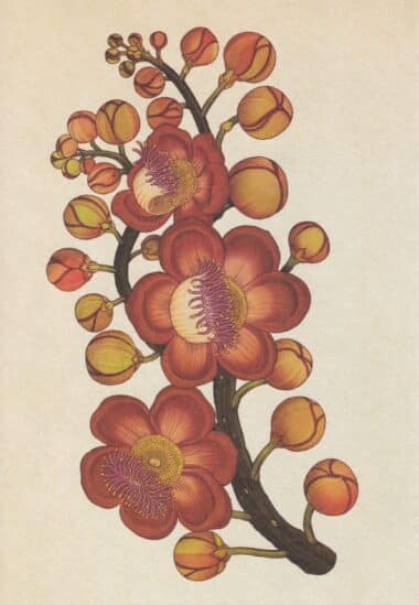 Scientific Botanical Illustration Postcard of Cannonball Tree