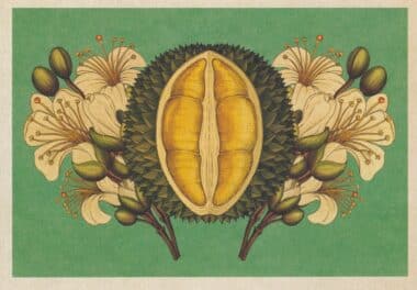 Scientific Botanical Illustration Postcard of Durian Fruit