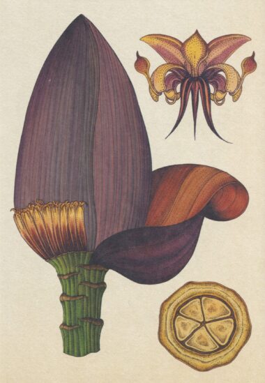 Scientific Botanical Illustration Postcard of Fruit Trees Blossoms
