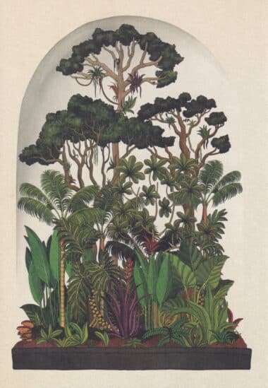 Scientific Botanical Illustration Postcard of Rainforest Environment
