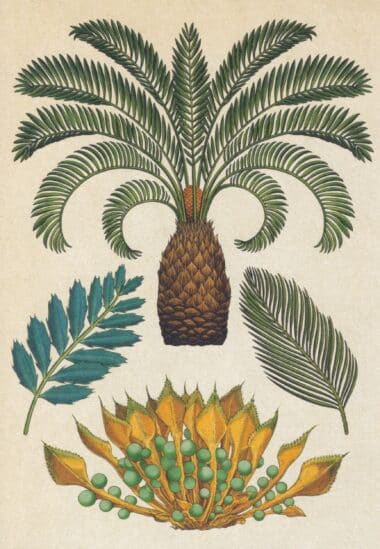 Scientific Botanical Illustration Postcard of Cycads