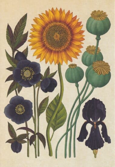 Scientific Botanical Illustration Postcard of Sunflower and Other Flowers