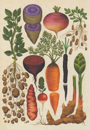 Scientific Botanical Illustration Postcard of Vegetables