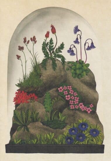 Scientific Botanical Illustration Postcard of Alpine Forest