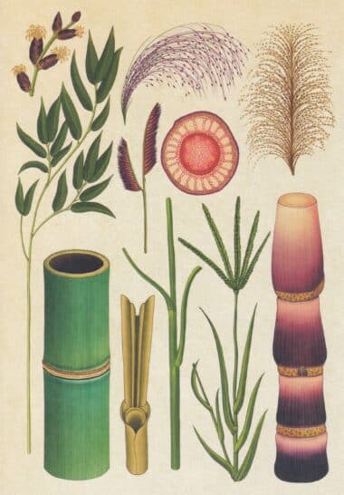 Scientific Botanical Illustration Postcard of Grasses