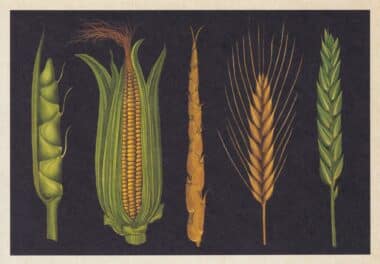 Scientific Botanical Illustration Postcard of Crops