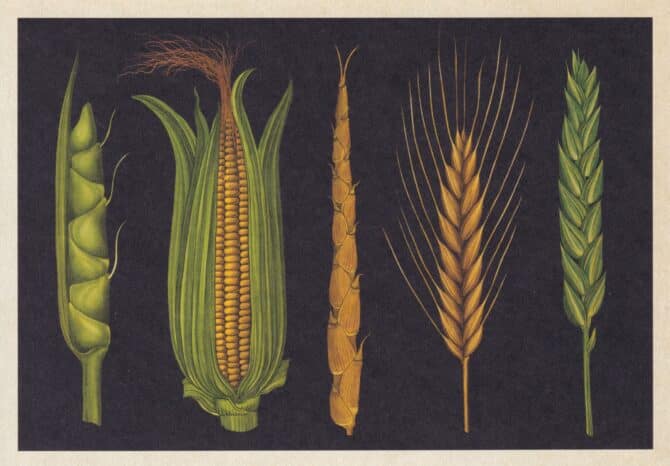 Scientific Botanical Illustration Postcard of Crops
