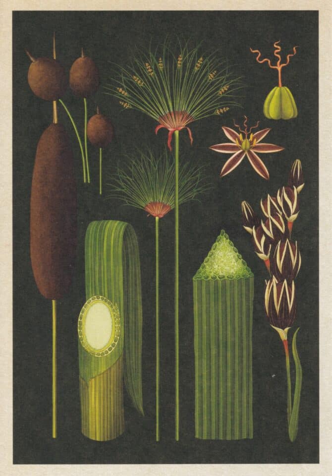 Scientific Botanical Illustration Postcard of Cattails and Rushes