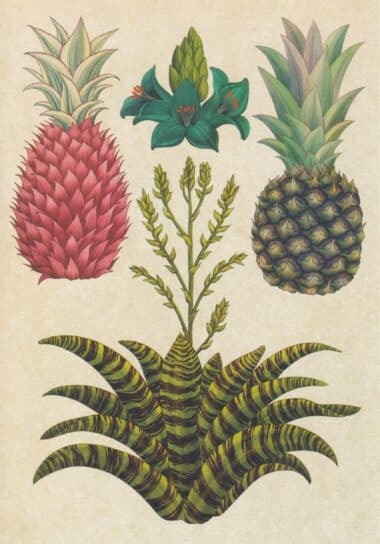 Scientific Botanical Illustration Postcard of Pineapples