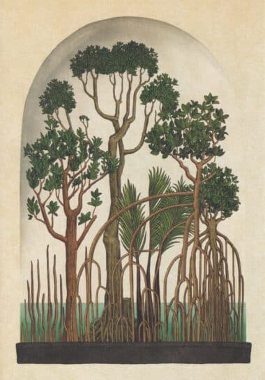 Scientific Botanical Illustration Postcard of Mangrove Forest