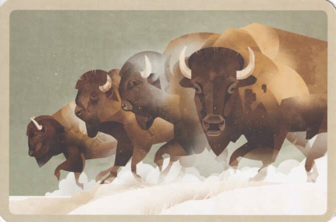 Bison Illustration Postcard