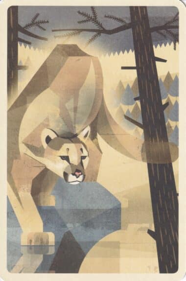 Mountain Lion Illustration Postcard