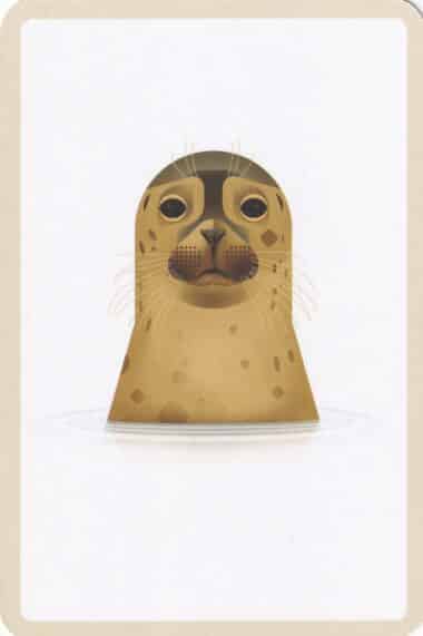 Cute Seal Postcard