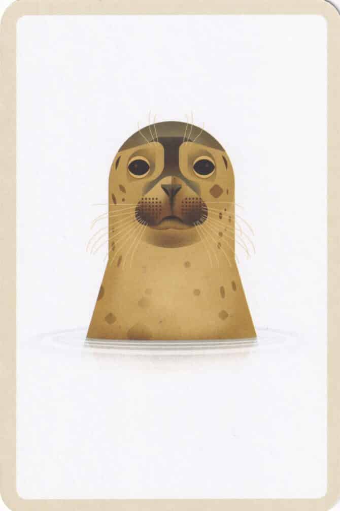 Cute Seal Postcard