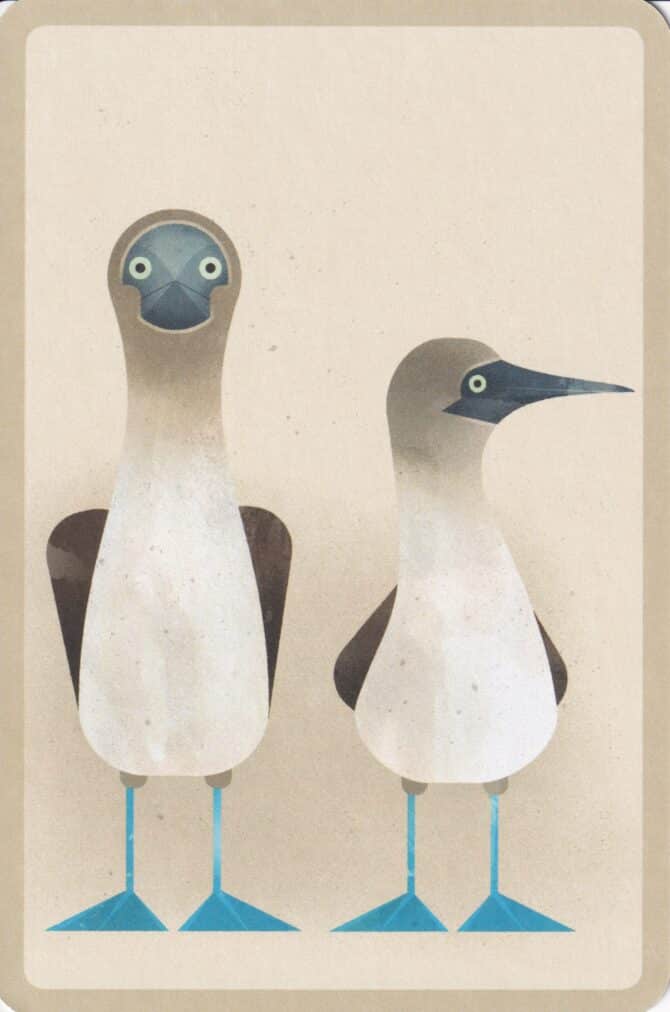 Blue-Footed Booby Bird Postcard