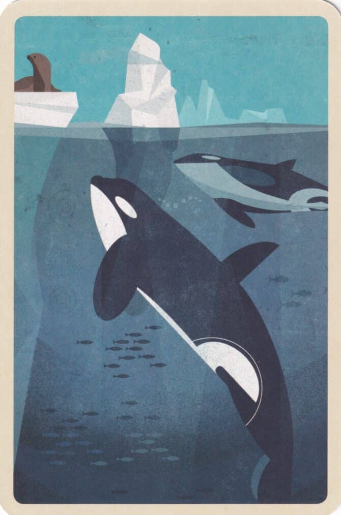 Swimming Orca Whale Postcard