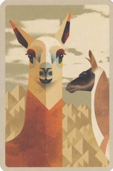 Llamas Illustrated Postcard