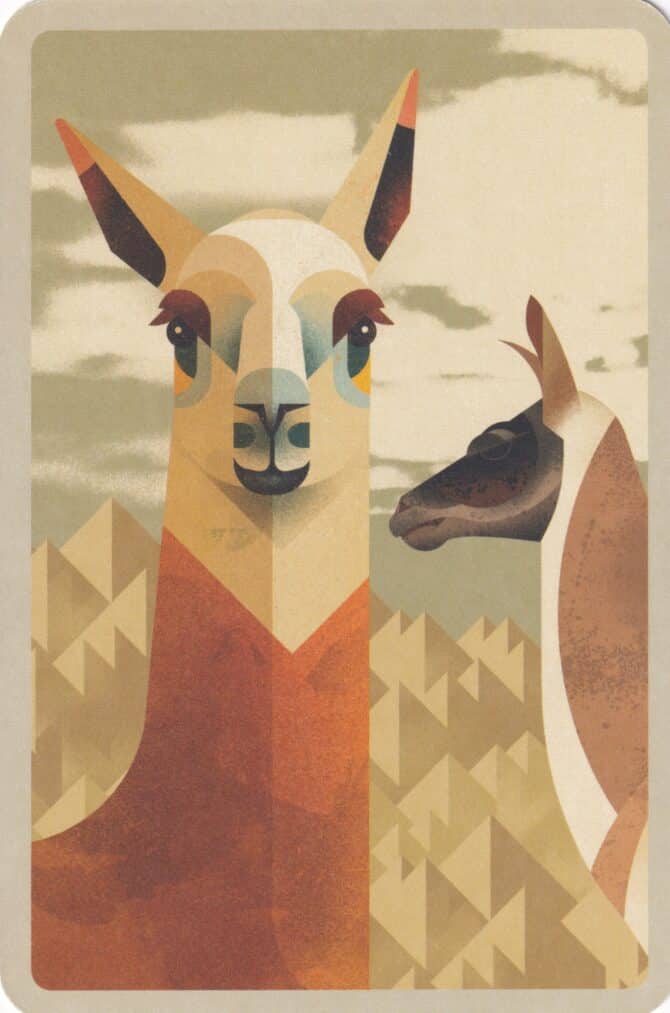 Llamas Illustrated Postcard