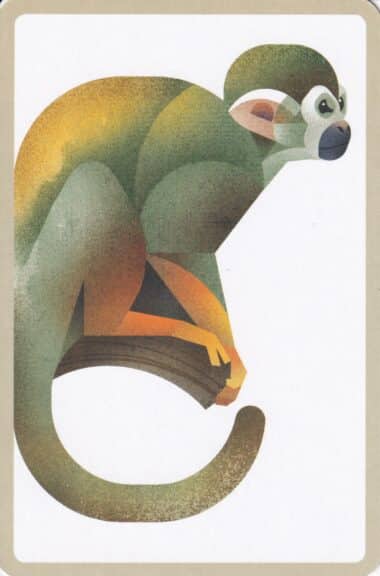 Squirrel Monkey Illustrated Postcard