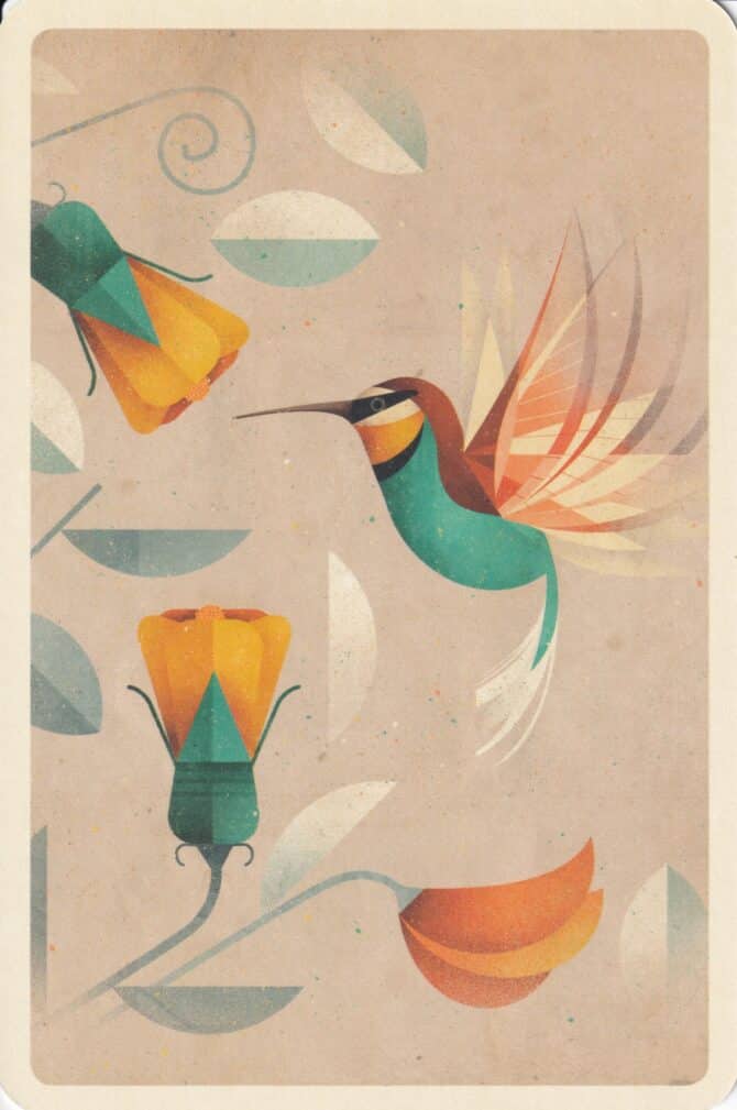 Hummingbird Flower Illustrated Postccard