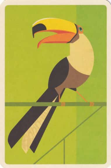 Green Toco Toucan Jungle Illustrated Postcard