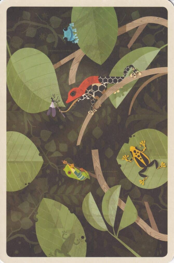Poison Dart Frogs in Jungle Illustrated Postcard