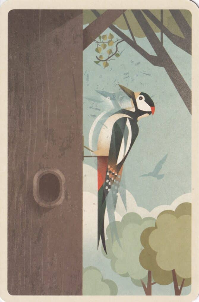 Great Spotted Woodpecker in Tree Illustrated Postcard