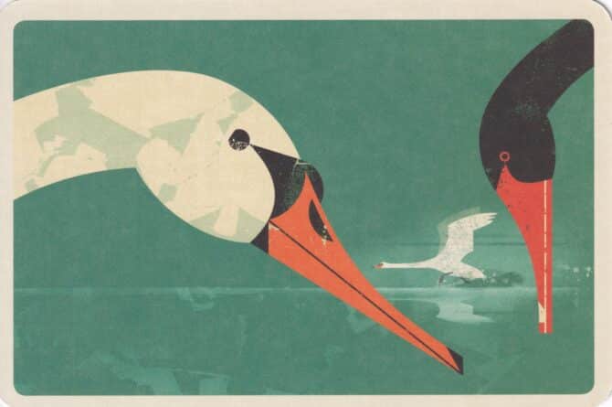 White & Black Swans Illustrated Postcard