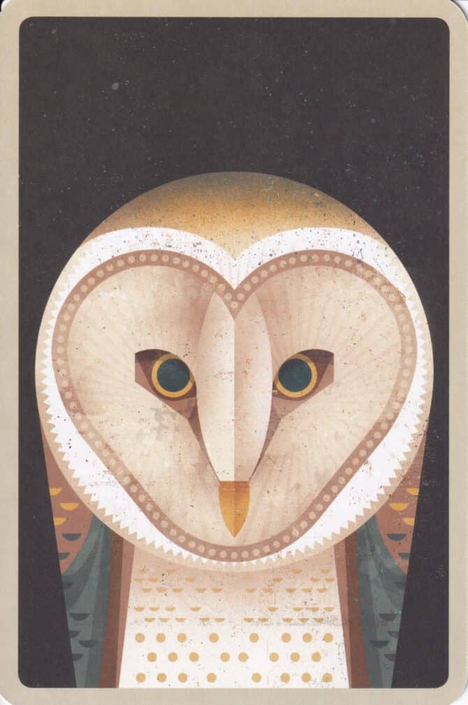 Barn Owl Illustrated Postcard