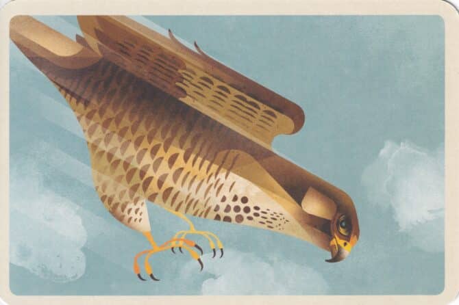 Peregrine Falcon Flying Illustrated Postcard