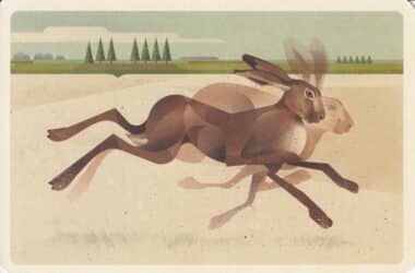 Brown Hare Rabbit Postcard