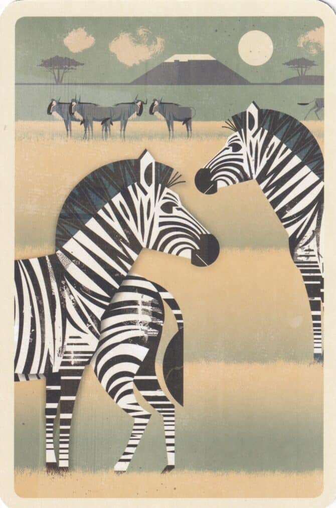 Zebra Illustrated Postcard