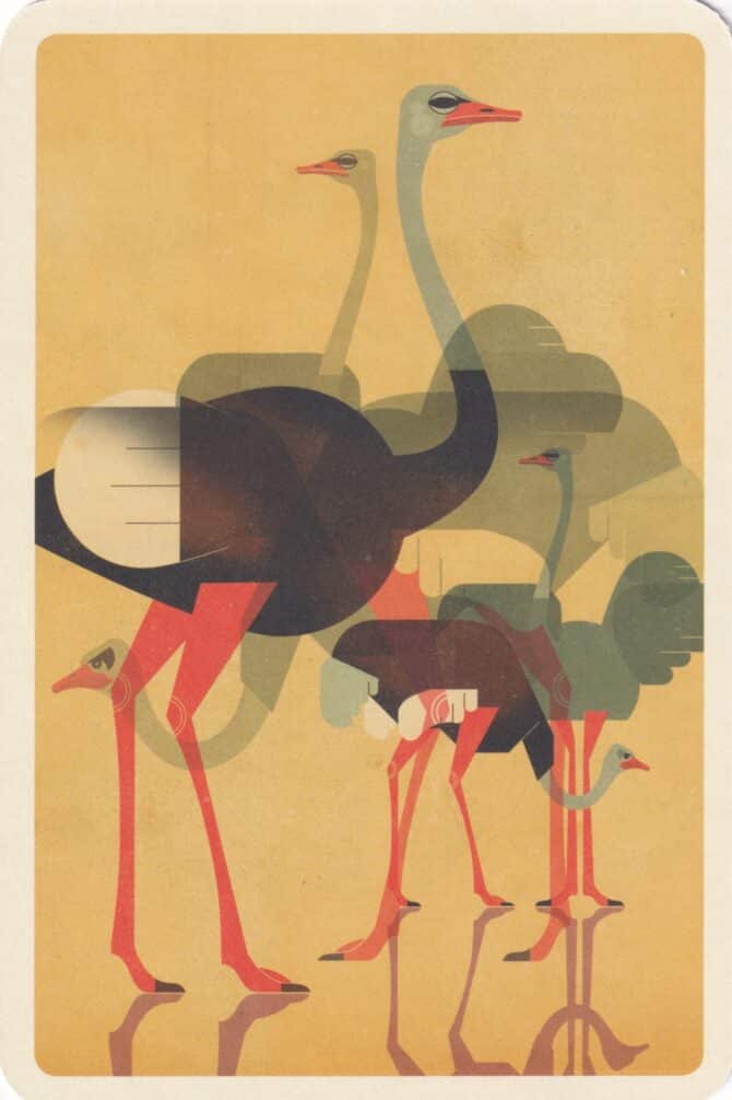 Ostriches Animal Postcard