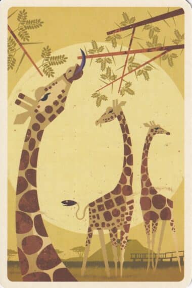 Giraffes Animal Postcard