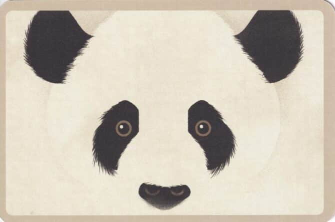 Giant Panda Bear Colorful Printed Postcard